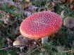 081102Herfstwandeling093.jpg: 640x480, 116k (May 16, 2024, at 07:49 PM)
