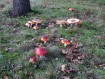 081102Herfstwandeling097.jpg: 640x480, 149k (May 16, 2024, at 07:49 PM)