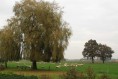 091101Herfstwandeling008.jpg: 719x480, 98k (May 16, 2024, at 07:49 PM)