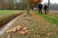091101Herfstwandeling053.jpg: 720x480, 147k (May 16, 2024, at 07:49 PM)