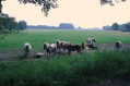 100704Zomerwandeling012.jpg: 720x480, 79k (May 16, 2024, at 07:49 PM)