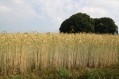 100704Zomerwandeling015.jpg: 720x480, 93k (May 16, 2024, at 07:49 PM)