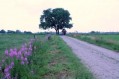 100704Zomerwandeling074.jpg: 720x480, 79k (May 16, 2024, at 07:49 PM)