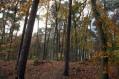 101107Herfstwandeling050.jpg: 720x480, 154k (May 16, 2024, at 07:50 PM)