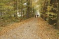 111106_Herfstwandeling76.jpg: 900x600, 240k (May 16, 2024, at 07:50 PM)